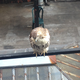 Illustration for article titled Deadspin Nature Moment: Right Now, There Is A Hawk Hunting Rats Outside The Office